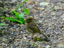 Thrush – Drozd